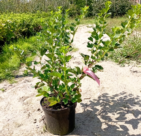 Beispiel Pflanze Invicta